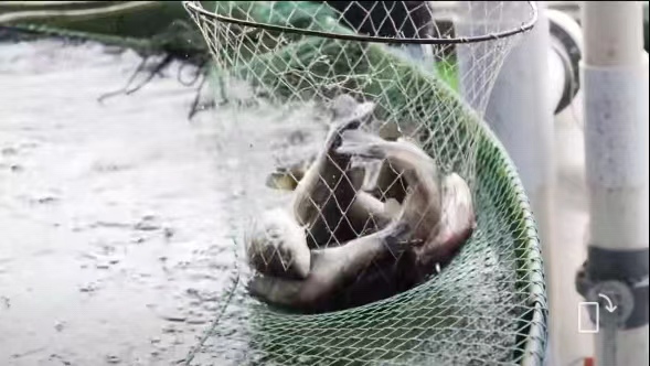 古冶發布采訪我合作(zuò)社